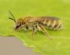 Seladonia sp.